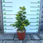 Lieska obyčajná (Corylus avellana) ´TONDA DALLE LANGHE´ - výška 60-80 cm, kont. C5L